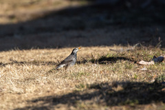 Spodiopsar cineraceus