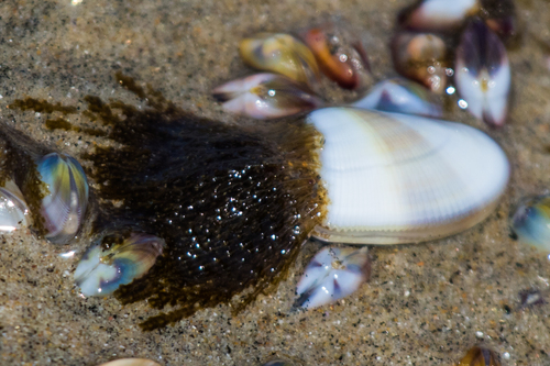 photo of Bean Clam  Hydroid (Eucheilota bakeri)