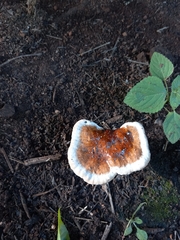 Ganoderma austroafricanum