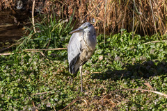 Ardea cinerea