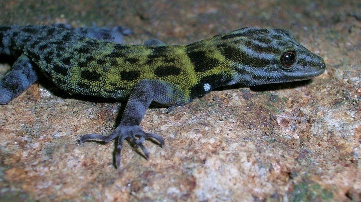 Ornate Day Gecko