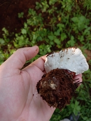 Ganoderma austroafricanum