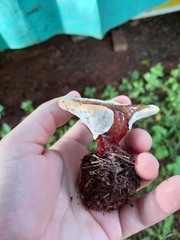 Ganoderma austroafricanum