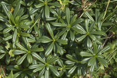 Daphne glomerata