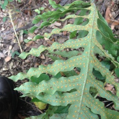 Phlebodium araneosum