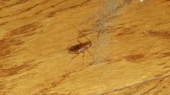 Periplaneta fuliginosa