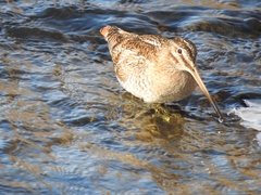 Gallinago solitaria