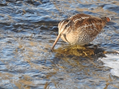 Gallinago solitaria