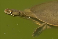 Emydura macquarii