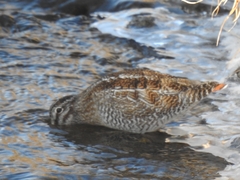 Gallinago solitaria