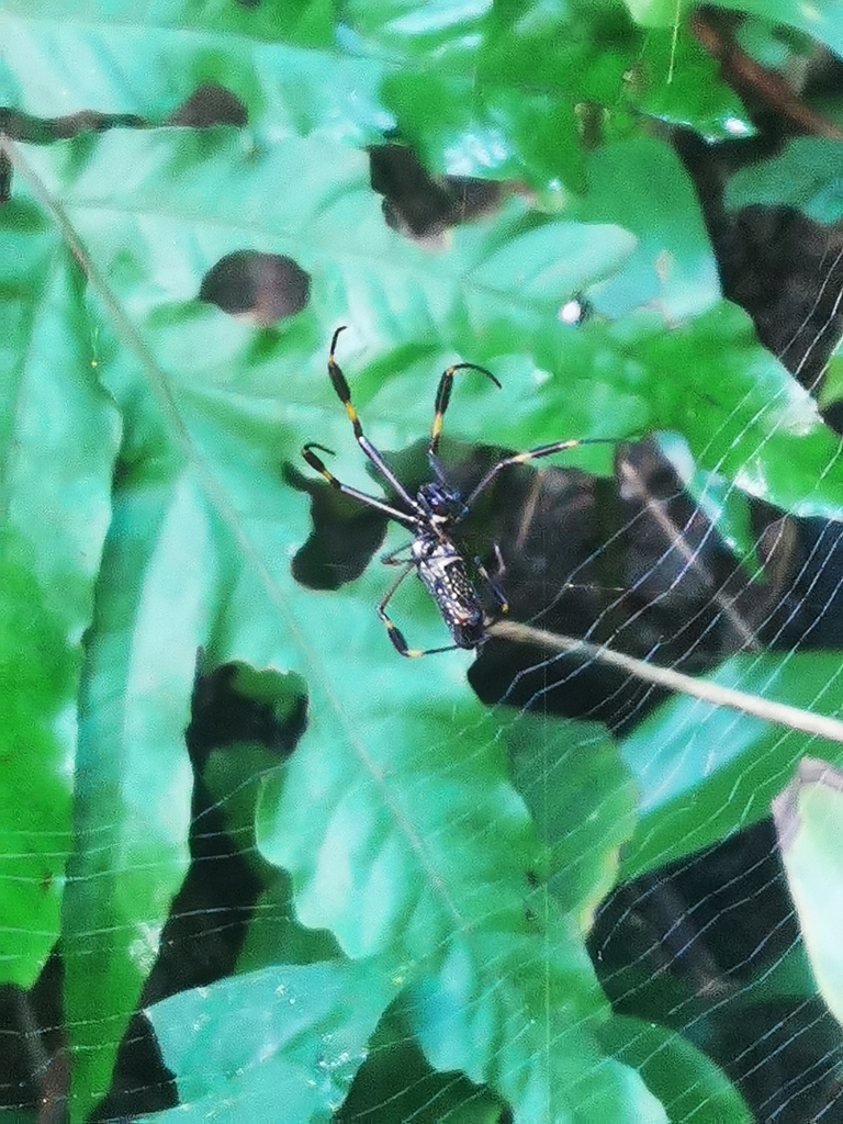 Golden Silk Spider from APITO Nature Park, Diego Martin on January 08 ...