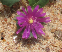Corbichonia decumbens