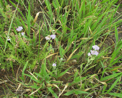 Denekia capensis image