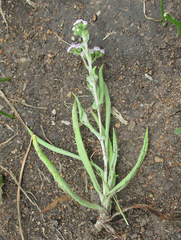 Denekia capensis image