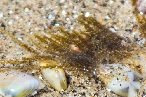 photo of Bean Clam  Hydroid (Eucheilota bakeri)