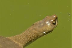Emydura macquarii