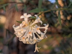 Pimelea stricta