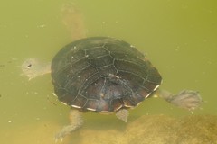 Emydura macquarii