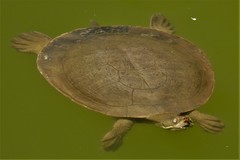 Emydura macquarii