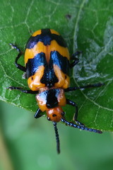 Phyllocharis undulata