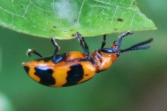 Phyllocharis undulata