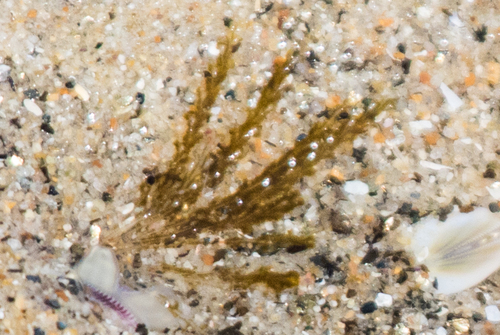 photo of Bean Clam  Hydroid (Eucheilota bakeri)