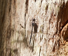 Austroaeschna parvistigma