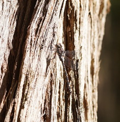 Austroaeschna parvistigma
