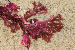 Callophyllis flabellulata