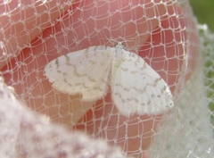 Hydrelia albifera