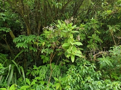 Brachyglottis hectorii