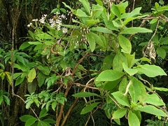 Brachyglottis hectorii