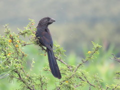 Crotophaga sulcirostris