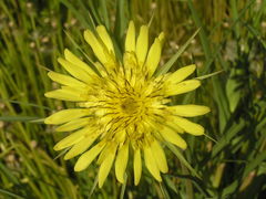 Tragopogon dubius
