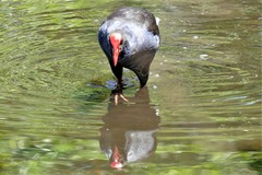 Porphyrio melanotus