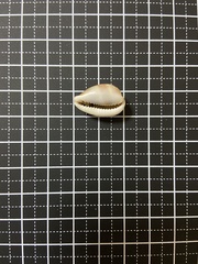 Palmadusta artuffeli