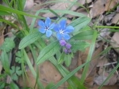 Aegonychon zollingeri