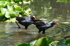 Porphyrio melanotus