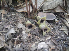Asarum forbesii
