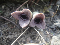 Asarum forbesii