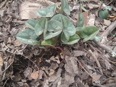 Asarum forbesii