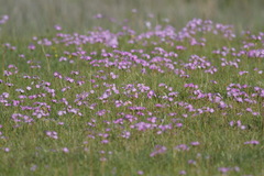 Primula nutans