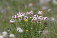Stellera chamaejasme