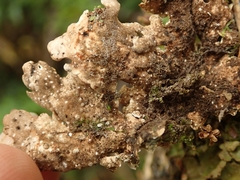 Pseudocyphellaria lindsayi