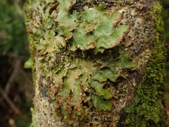 Pseudocyphellaria lindsayi