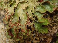 Pseudocyphellaria lindsayi