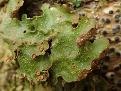 Pseudocyphellaria lindsayi