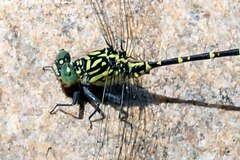 Hemigomphus comitatus