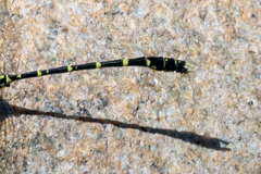 Hemigomphus comitatus