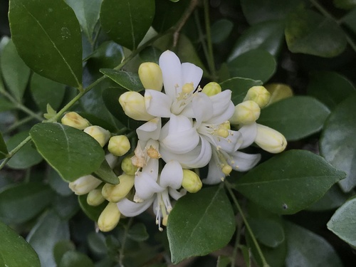 Murraya paniculata